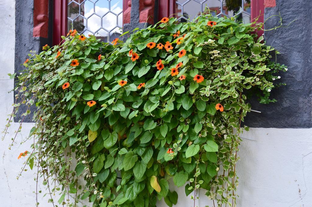 Burgmannenhaus 호텔 Steinau an der Straße 외부 사진